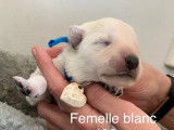 Magnifiques chiots Bergers Blancs Suisses à vendre