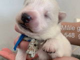 Magnifiques chiots Bergers Blancs Suisses à vendre