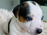 Chiots de race Jack Russell à vendre (5 mâles)