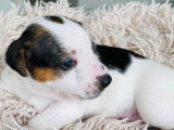 Chiots de race Jack Russell à vendre (5 mâles)