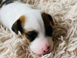 Chiots de race Jack Russell à vendre (5 mâles)