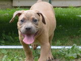 Chiot American Bully XL &agrave; vendre