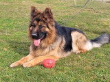 Un chien mâle Berger Allemand LOF à céder