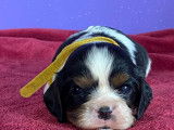 Magnifiques chiots Cavaliers King Charles LOF