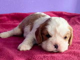 Magnifiques chiots Cavaliers King Charles LOF