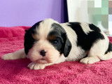 Magnifiques chiots Cavaliers King Charles LOF