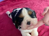Magnifiques chiots Cavaliers King Charles LOF