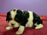 Magnifiques chiots Cavaliers King Charles LOF