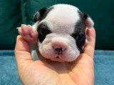 À réserver 2 chiots Bouledogues Français caille LOF