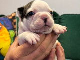 À réserver 2 chiots Bouledogues Français caille LOF