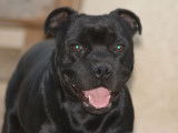 Un chien mâle Staffordshire Bull Terrier de 2 ans LOF disponible