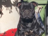 Un chien mâle Staffordshire Bull Terrier de 2 ans LOF disponible
