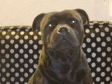 Un chien mâle Staffordshire Bull Terrier de 2 ans LOF disponible