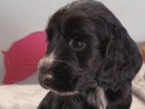 Chiots Cockers Anglais LOF à réserver