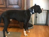 Un chien mâle Dogue Allemand noir d’un an LOF à acheter