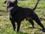 Chien m&acirc;le adulte Staffordshire Bull Terrier noir LOF disponible pour une saillie