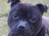 Chien m&acirc;le adulte Staffordshire Bull Terrier noir LOF disponible pour une saillie