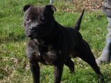 Chien m&acirc;le adulte Staffordshire Bull Terrier noir LOF disponible pour une saillie