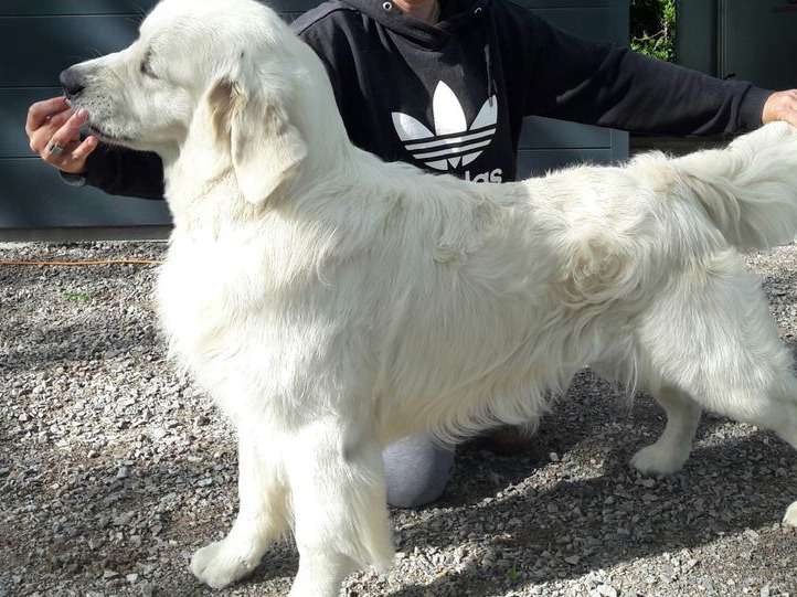 Un chien adulte blanc Golden Retriever LOF disponible pour saillie