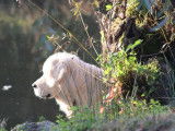 Un chien adulte blanc Golden Retriever LOF disponible pour saillie