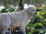 Un chien adulte blanc Golden Retriever LOF disponible pour saillie