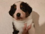Un chiot mâle Berger Australien LOF tricolore à réserver