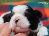 6 chiots Shih Tzus noir et blanc LOF disponibles &agrave; la r&eacute;servation