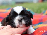 6 chiots Shih Tzus noir et blanc LOF disponibles &agrave; la r&eacute;servation