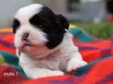 6 chiots Shih Tzus noir et blanc LOF disponibles &agrave; la r&eacute;servation