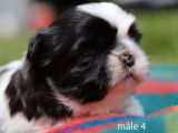 6 chiots Shih Tzus noir et blanc LOF disponibles &agrave; la r&eacute;servation