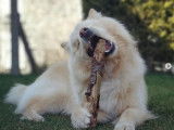 Chien Finnois de Laponie LOF disponible pour saillie