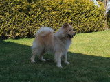 Chien Finnois de Laponie LOF disponible pour saillie