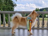 Chien Finnois de Laponie LOF disponible pour saillie