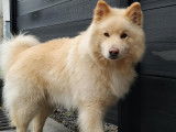 Chien Finnois de Laponie LOF disponible pour saillie