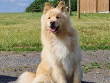 Chien Finnois de Laponie LOF disponible pour saillie