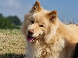 Chien Finnois de Laponie LOF disponible pour saillie