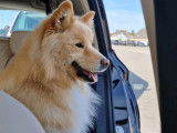 Chien Finnois de Laponie LOF disponible pour saillie