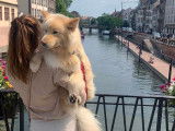 Chien Finnois de Laponie LOF disponible pour saillie