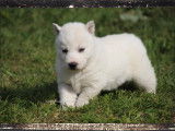 Husky Sibérien LOF