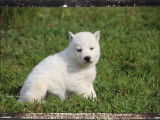 Husky Sibérien LOF
