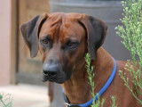 Chiots Rhodesians Ridgeback &agrave; vendre