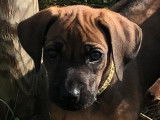 Chiots Rhodesians Ridgeback &agrave; vendre