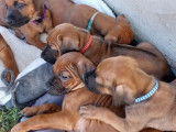 Chiots Rhodesians Ridgeback &agrave; vendre