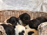 À réserver 8 chiots Petits Epagneuls de Münster non LOF