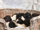 À réserver 8 chiots Petits Epagneuls de Münster non LOF