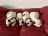 4 chiots femelles Shih Tzus tricolores non LOF à réserver