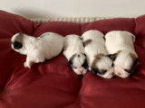 4 chiots femelles Shih Tzus tricolores non LOF à réserver