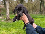 À acheter 2 chiots mâles Dogues Allemands non LOF
