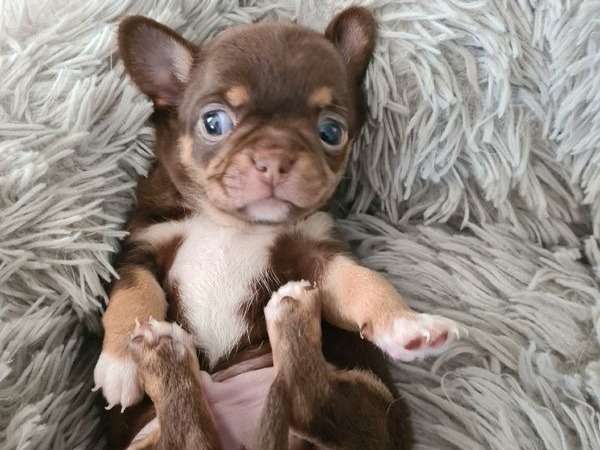 Un chiot mâle Chihuahua non LOF de couleur chocolat à réserver