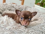 Un chiot mâle Chihuahua non LOF de couleur chocolat à réserver